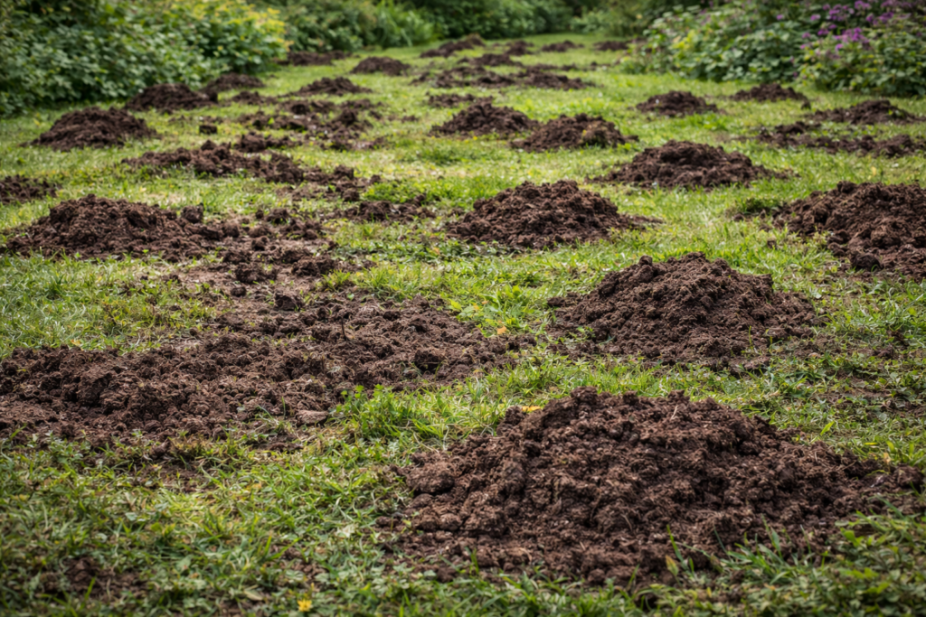 taupinières monticule de terre jardin
